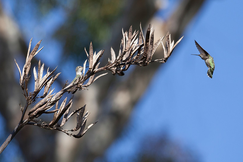 IMAGE: http://ckphotoonline.smugmug.com/Digital-Archive/Animals/Birds/i-22fr6kP/0/L/IMG1583-copy-L.jpg
