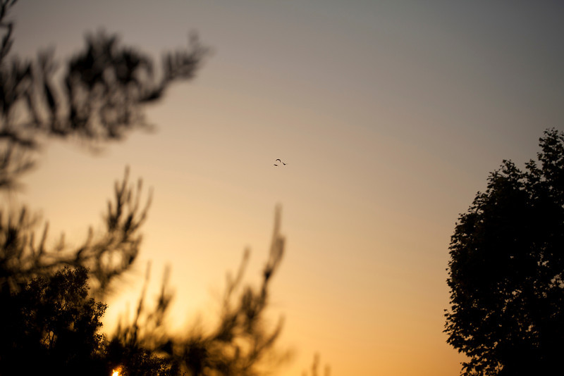 IMAGE: http://ckphotoonline.smugmug.com/Digital-Archive/Animals/Birds/i-g8gNx78/0/L/IMG1614-copy-L.jpg