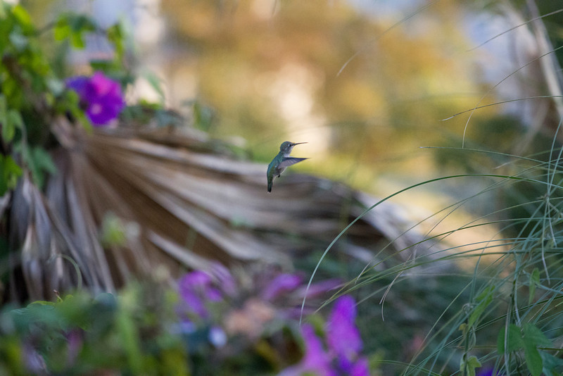 IMAGE: http://ckphotoonline.smugmug.com/Digital-Archive/Animals/Birds/i-kJKtbnw/0/L/IMG0706-L.jpg