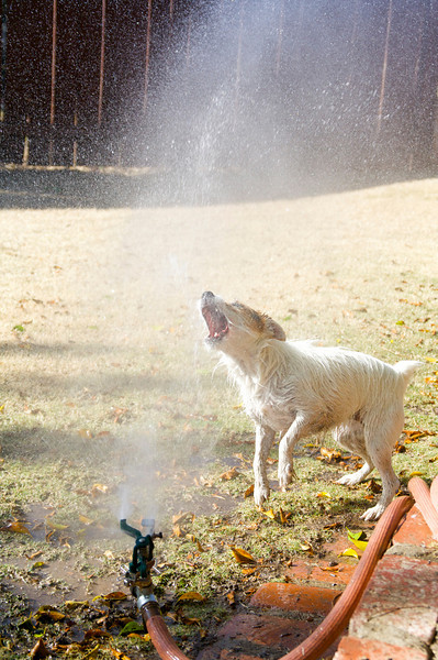 IMAGE: http://ckphotoonline.smugmug.com/Still-Life/Abstracts/IMG2325/731331191_DUAQX-L.jpg